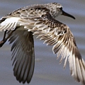 Same bird - Broad-billed Sandpiper Possible 1S-2W transition indicated by primatries<br />Canon EOS 7D + EF400 F5.6L